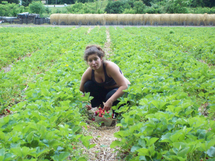 i Picker Picking Strawberries