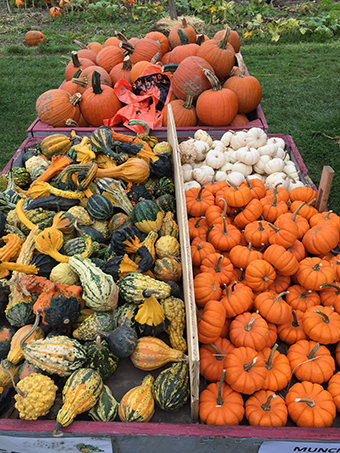 Picked Pumpkins