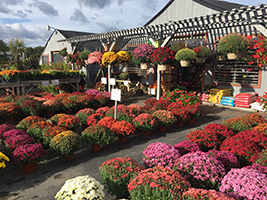 Mums and flowers