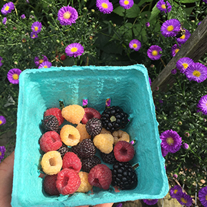 Raspberries in a bowl