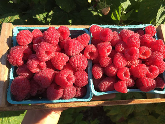 Mm Mm Mm... Strawberries!